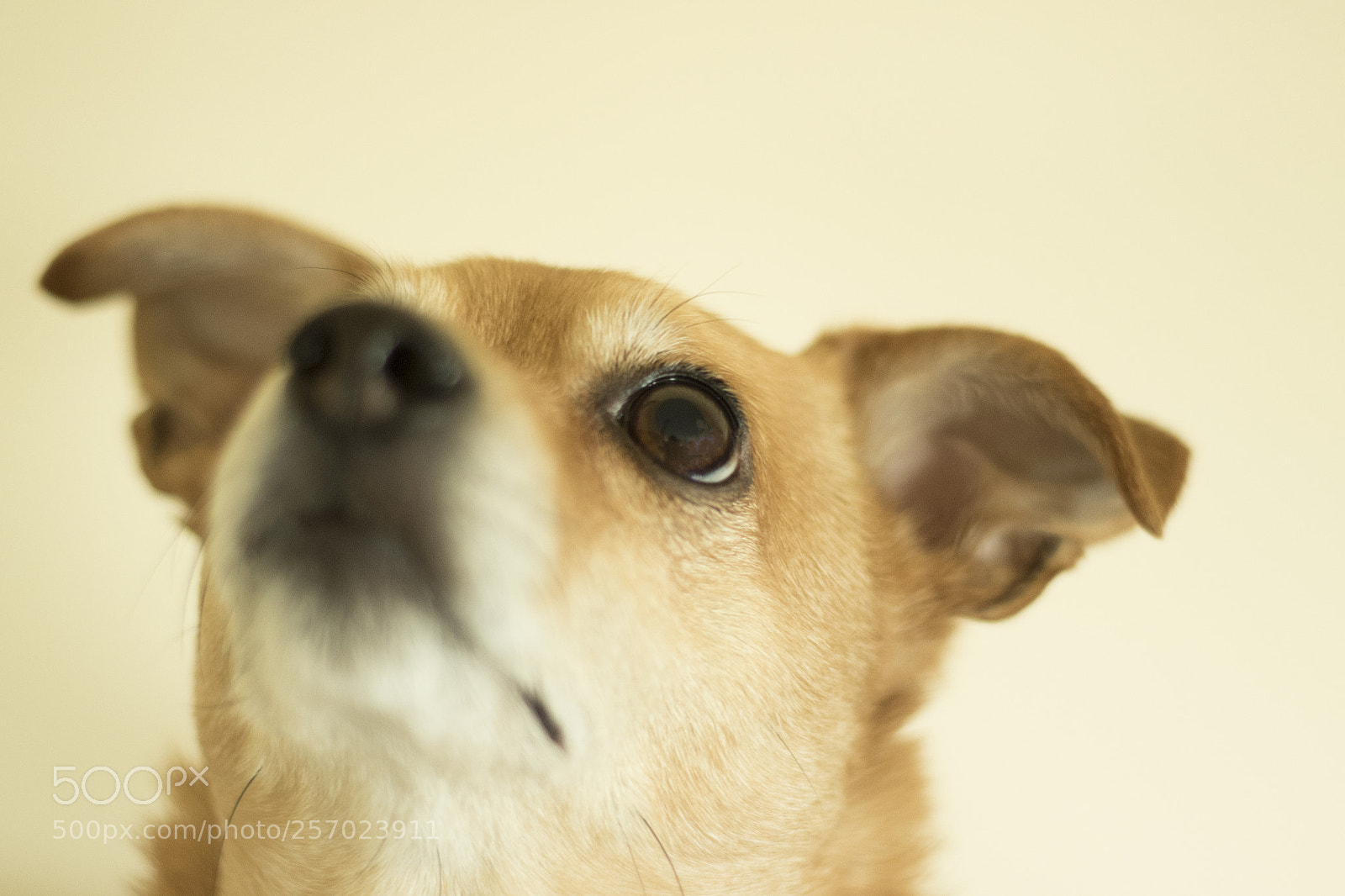 Canon EOS 7D Mark II sample photo. Dog photography