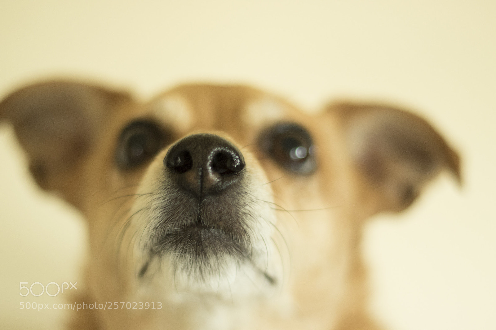 Canon EOS 7D Mark II sample photo. Dog photography