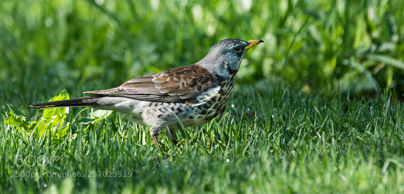 Sony ILCA-77M2 sample photo. Turdus pilaris searching grass photography