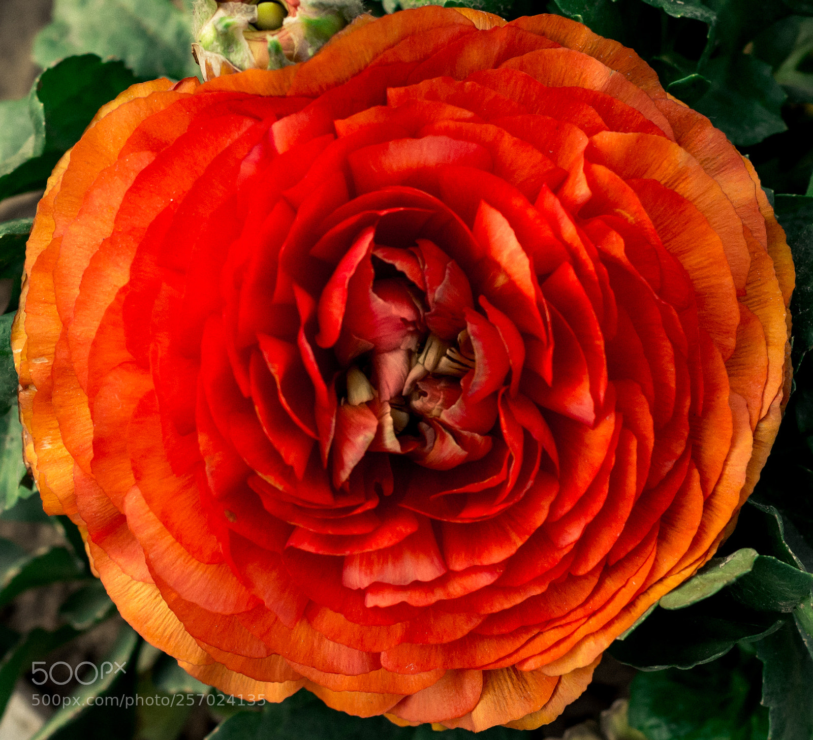 Nikon D5200 sample photo. One and many shades photography
