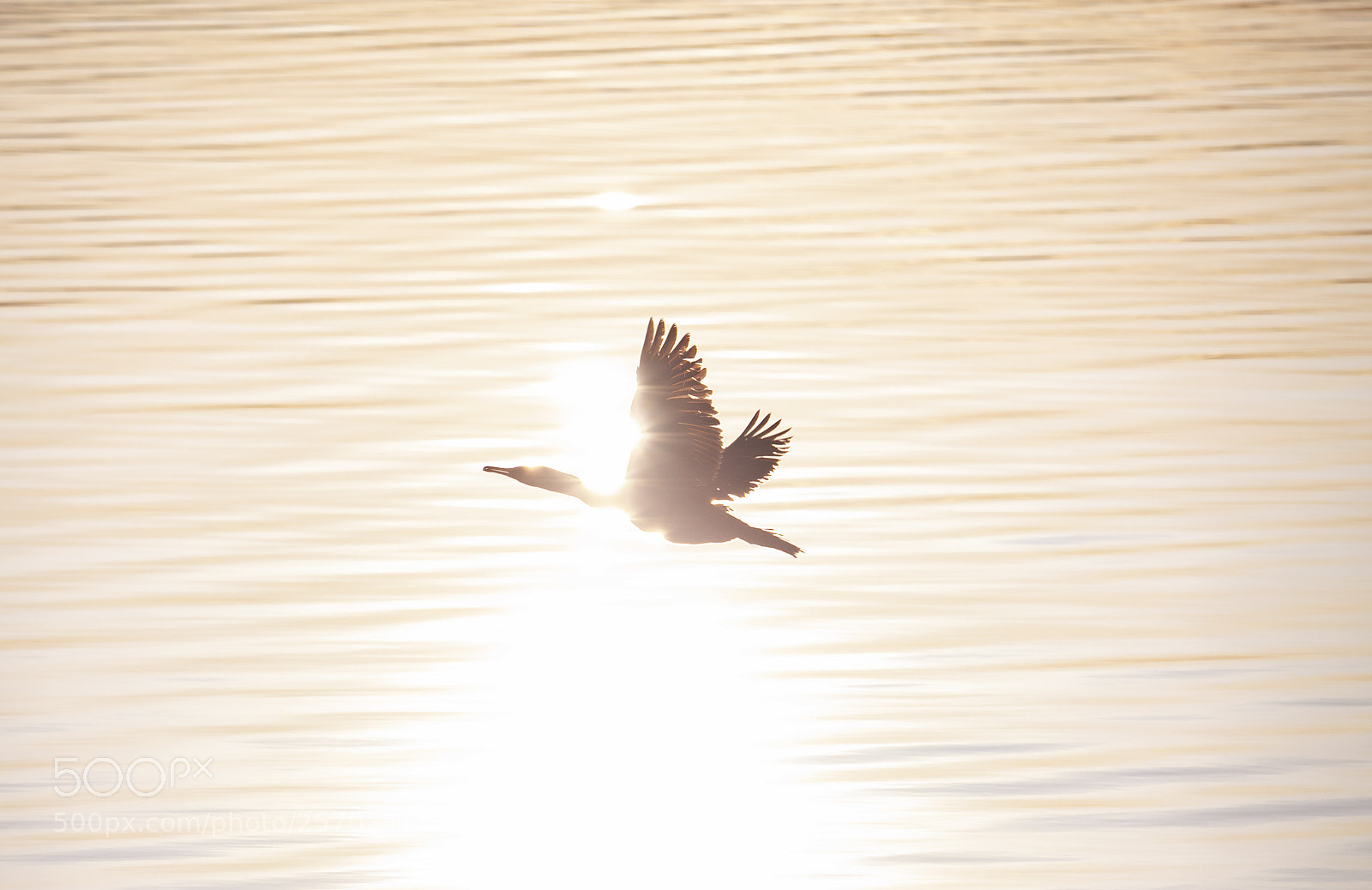 Canon EOS 700D (EOS Rebel T5i / EOS Kiss X7i) sample photo. Sunshine bird photography
