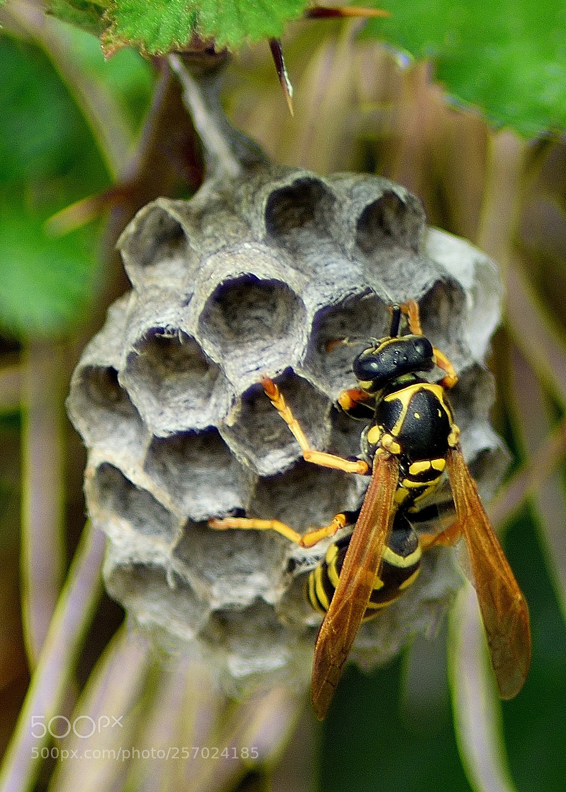 Nikon D3300 sample photo. Hive photography