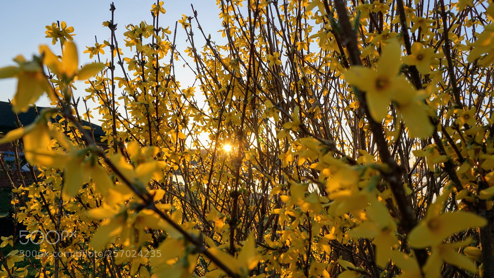 Sony a6000 sample photo. Yellow on gold photography