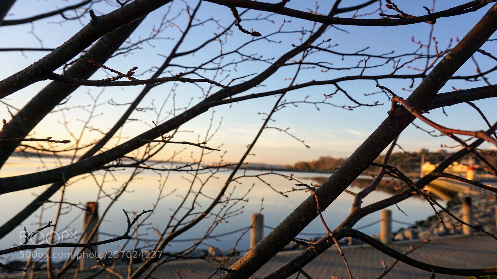 Sony a6000 sample photo. Budding harbour photography