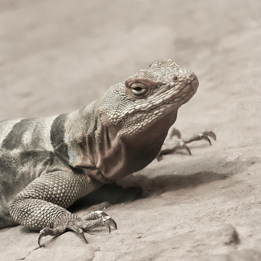 Panasonic Lumix DMC-LX100 sample photo. Lizard photography