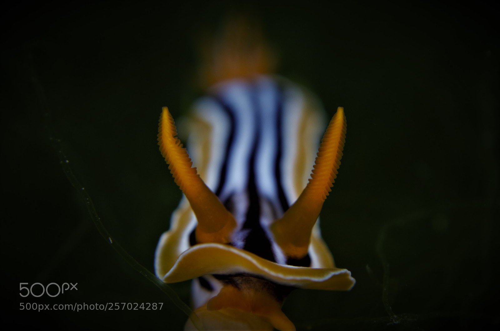 Sony Cyber-shot DSC-RX100 II sample photo. Chromodoris quadricolor photography