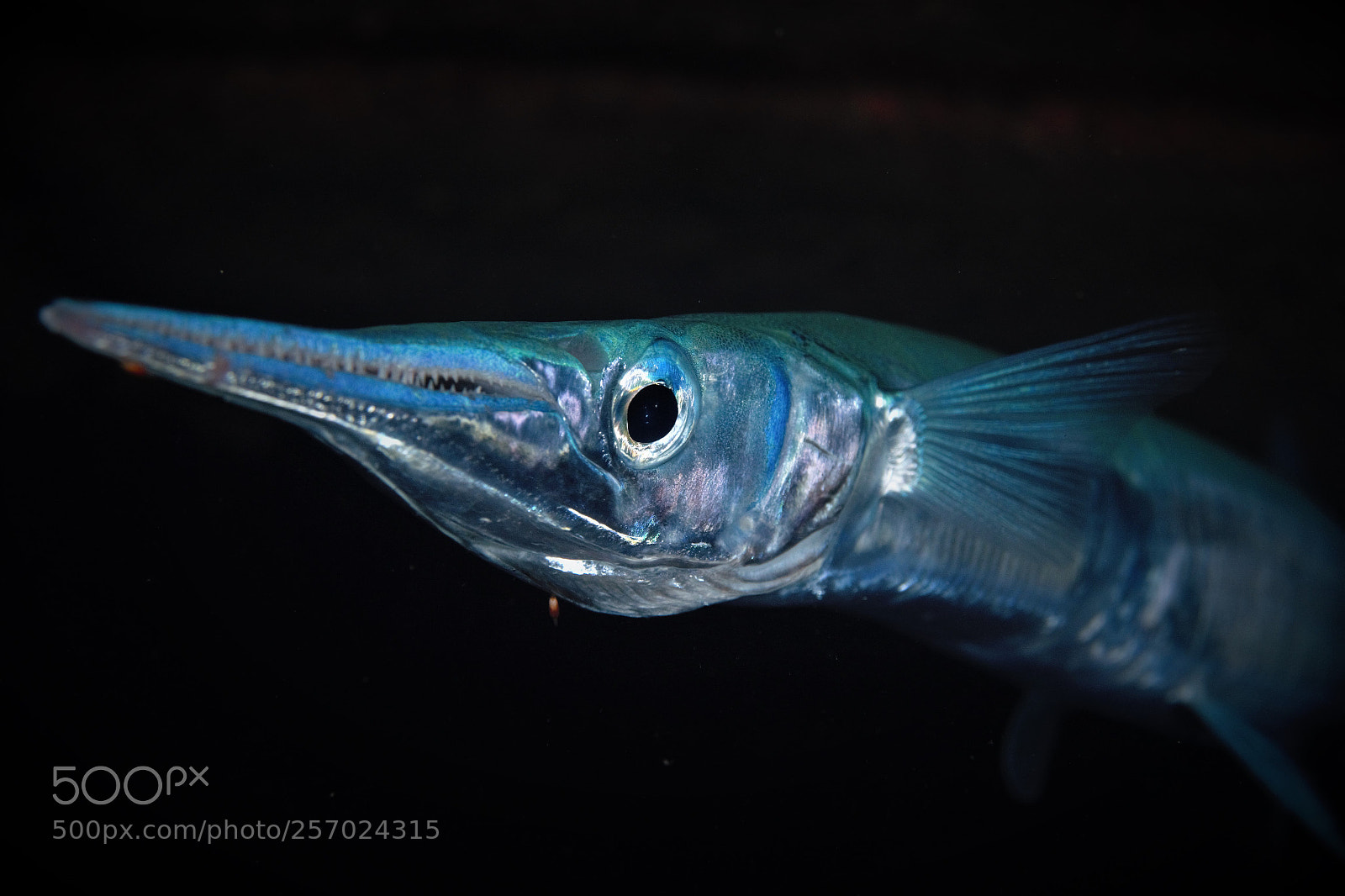 Olympus OM-D E-M5 sample photo. Flat needlefish photography