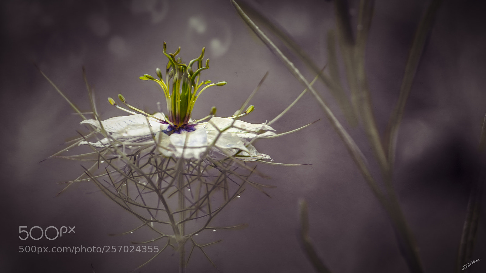Nikon D5500 sample photo. *** artistic flowers *** photography