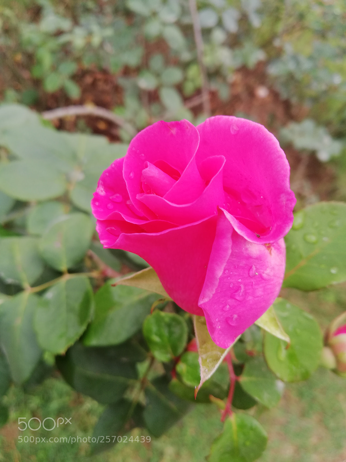 HUAWEI Mate 10 Lite sample photo. Pink rose photography