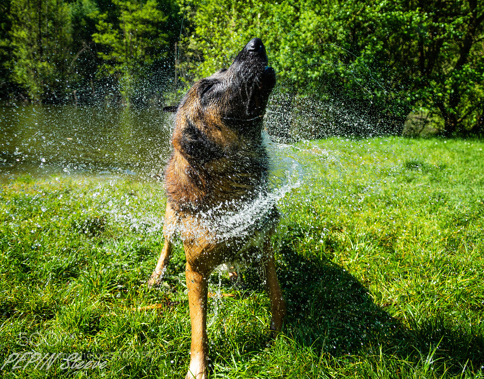 Nikon D7100 sample photo. Wringing photography
