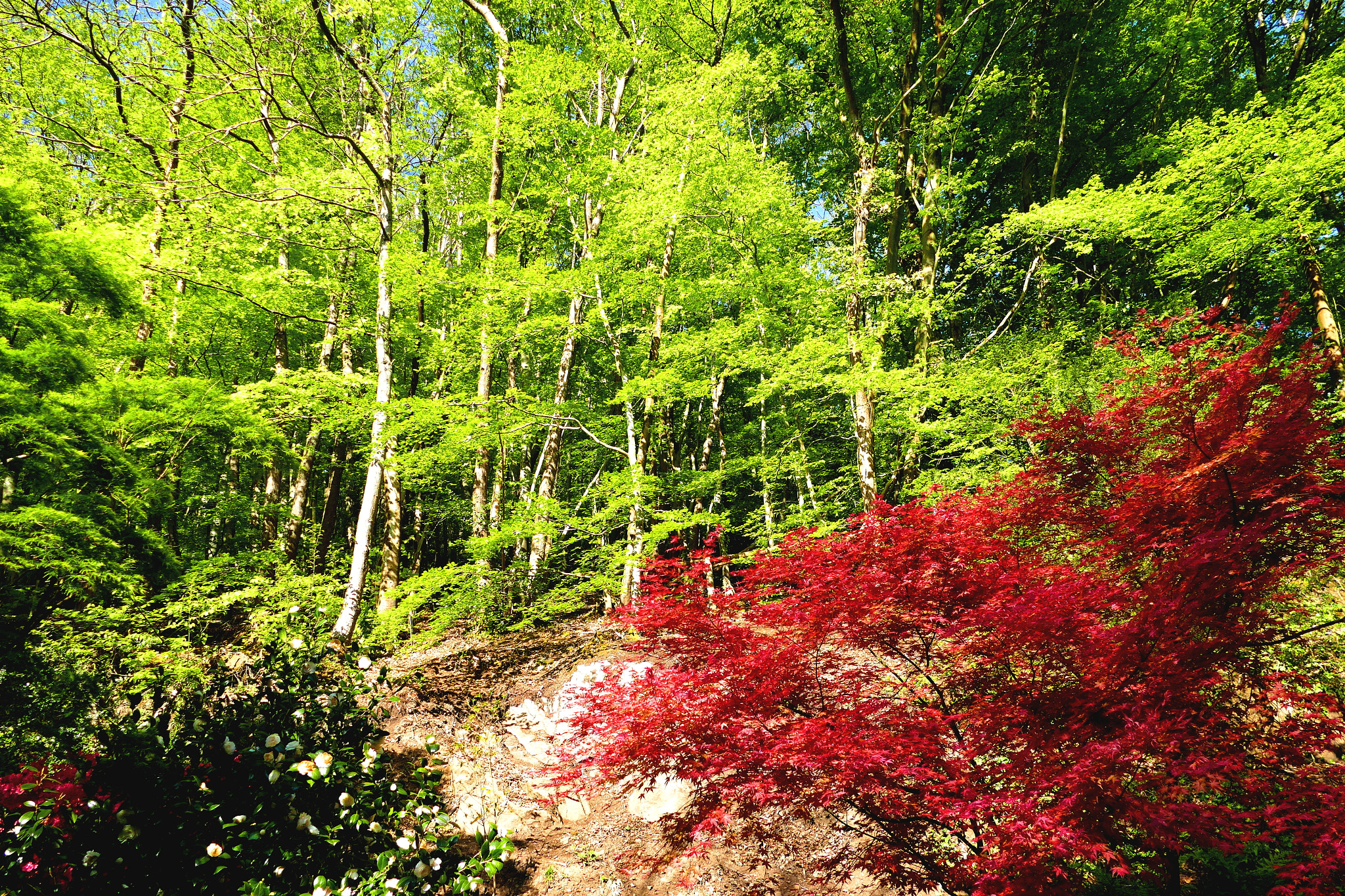 Panasonic PHOTOfunSTUDIO 9.5 PE sample photo
