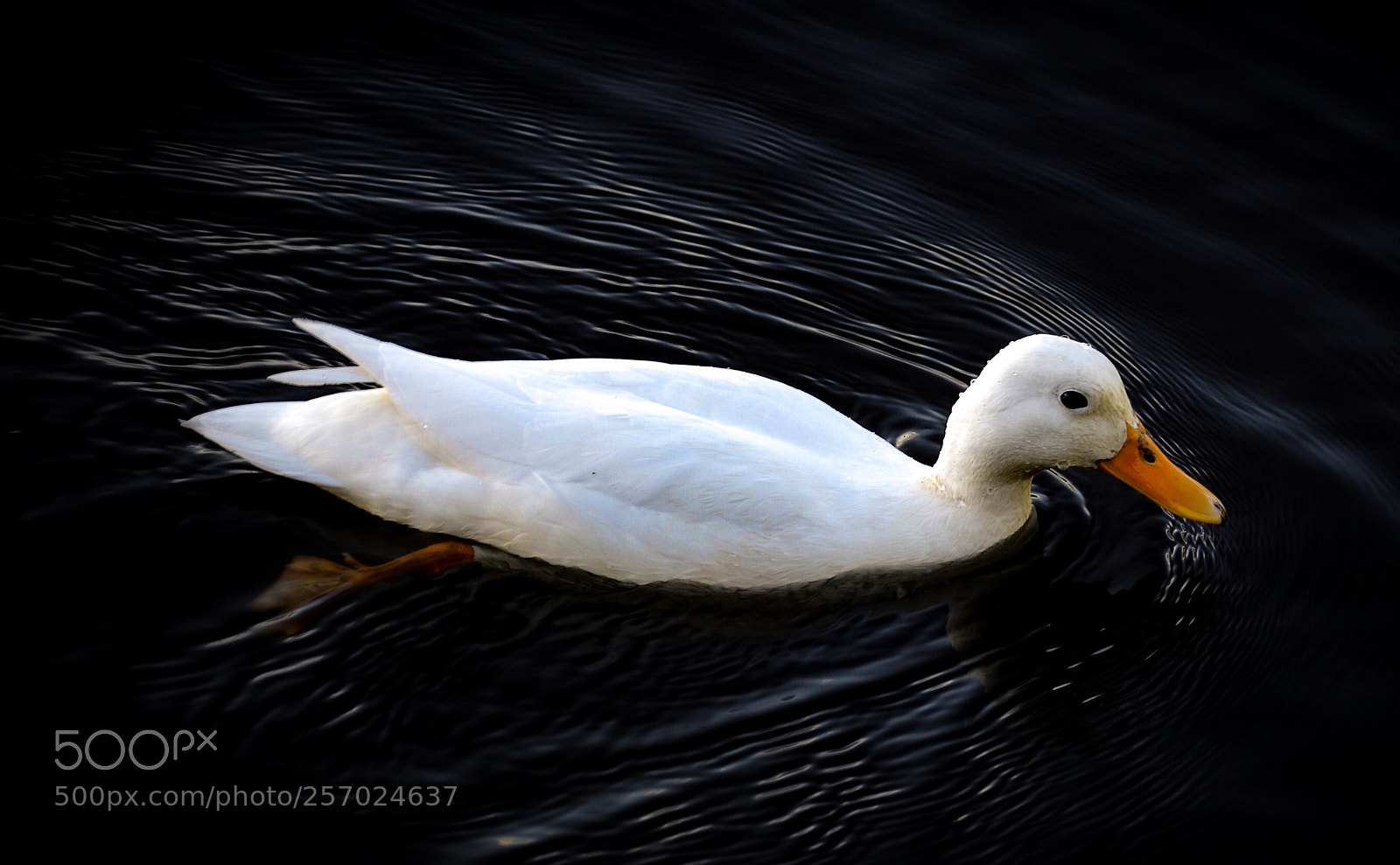 Nikon D7000 sample photo. White on black photography