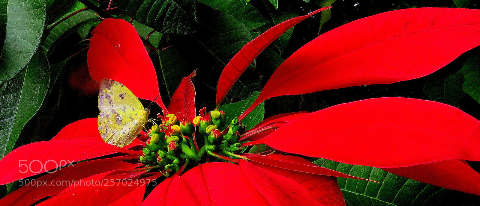 Canon PowerShot SX60 HS sample photo. Red flower .....yellow butterfly photography
