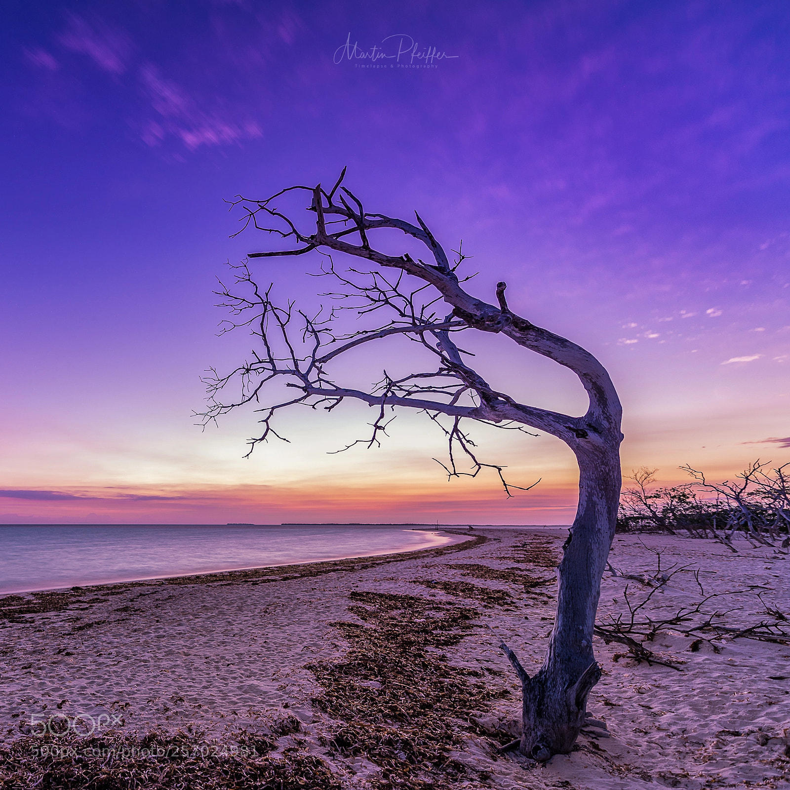 Nikon D750 sample photo. Lonely tree photography