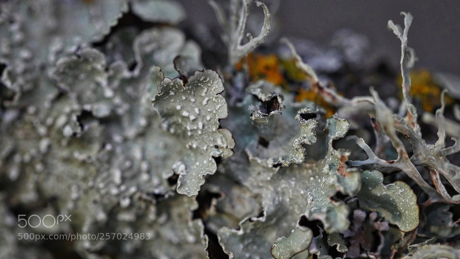 Panasonic Lumix DMC-GH4 sample photo. Lichen moor photography