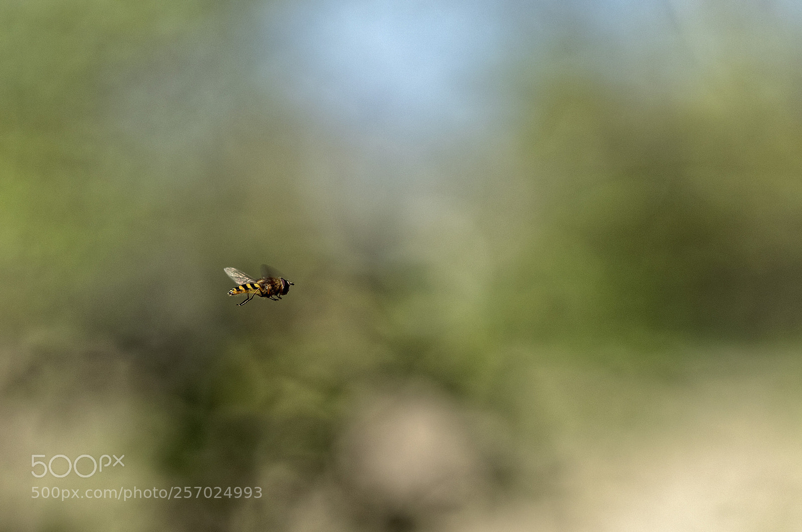 Canon EOS 6D Mark II sample photo. Abstract distraction photography