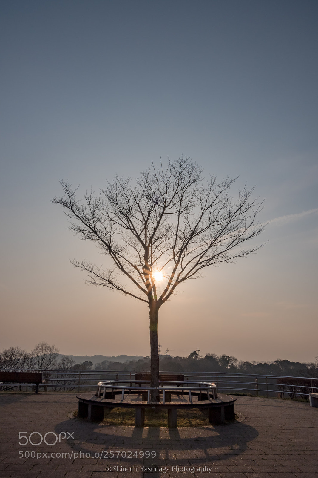 Pentax K-70 sample photo. A tree with sunset photography