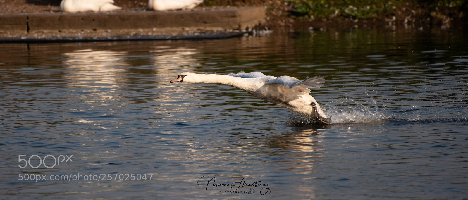 Nikon D800 sample photo. Almost airborne photography