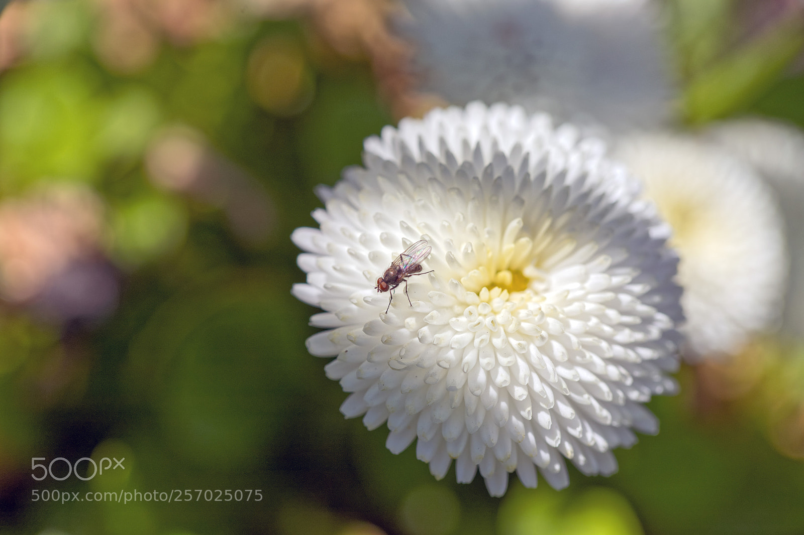 Canon EOS 6D Mark II sample photo. Maculated perfection photography