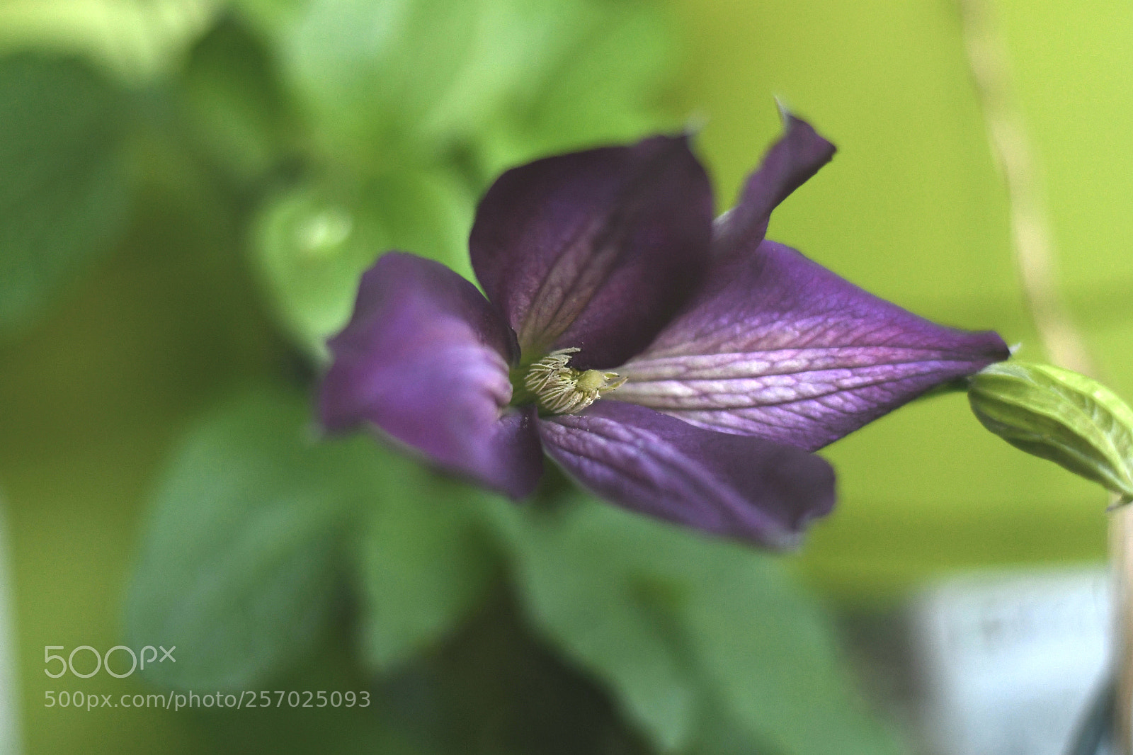 Nikon D500 sample photo. Untitled photography