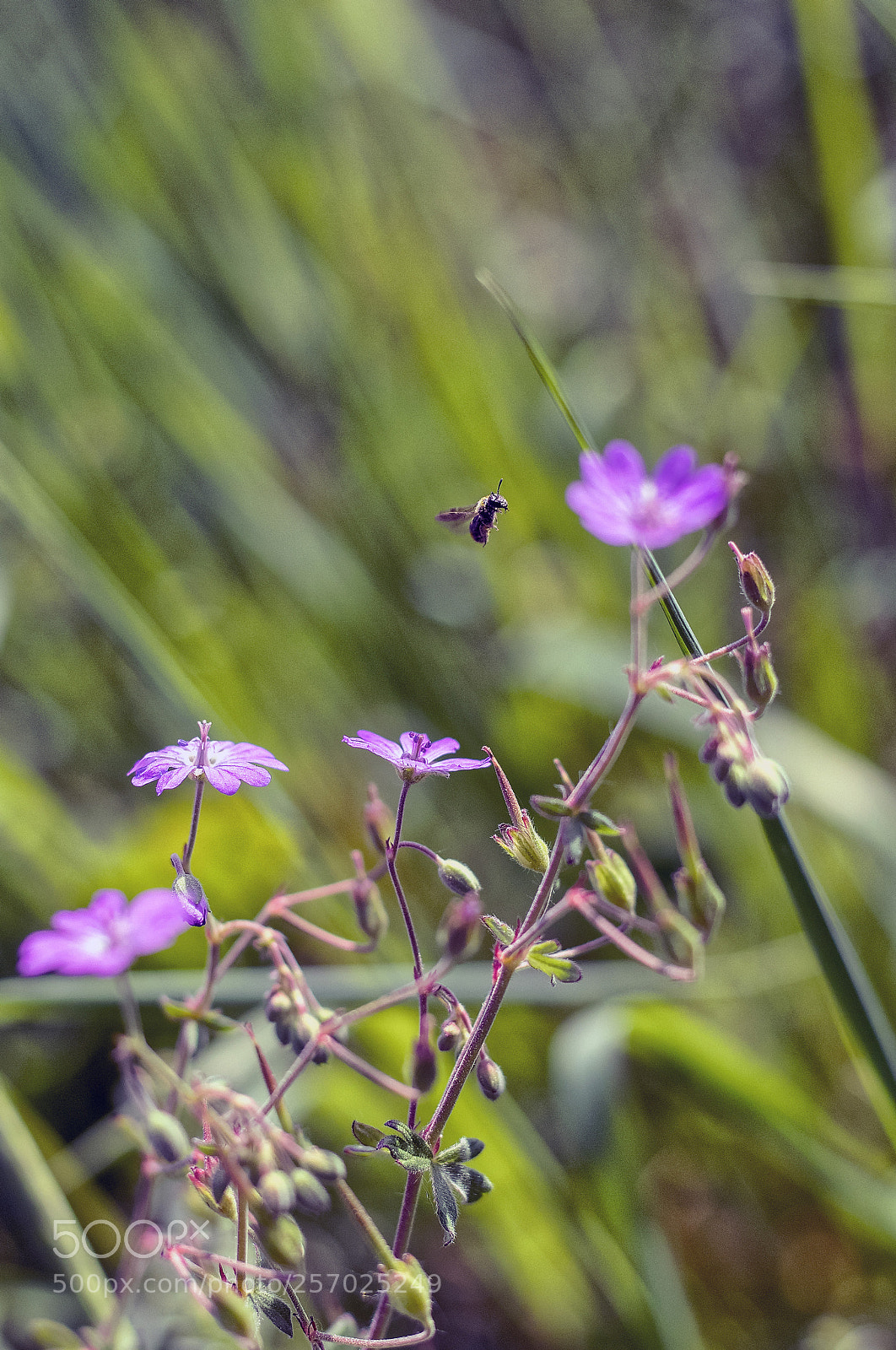 Canon EOS 6D Mark II sample photo. Landing bee photography