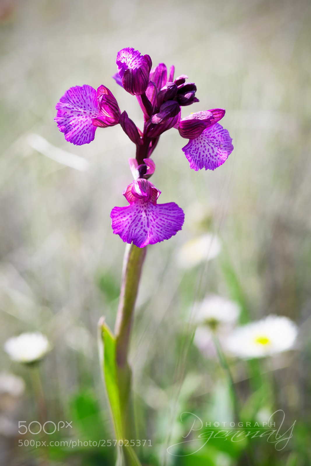 Nikon D7000 sample photo. Anacamptis papilionacea x morio photography