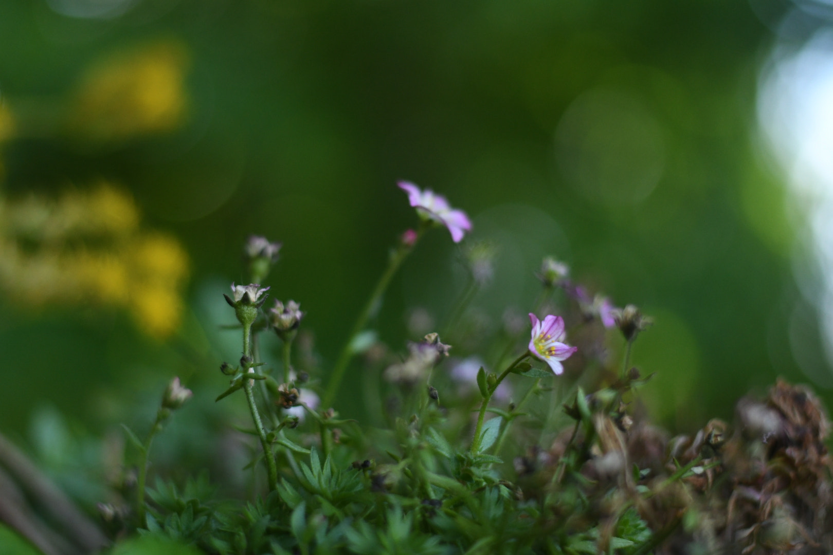 Nikon D500 + Nikon AF-S Nikkor 50mm F1.8G sample photo
