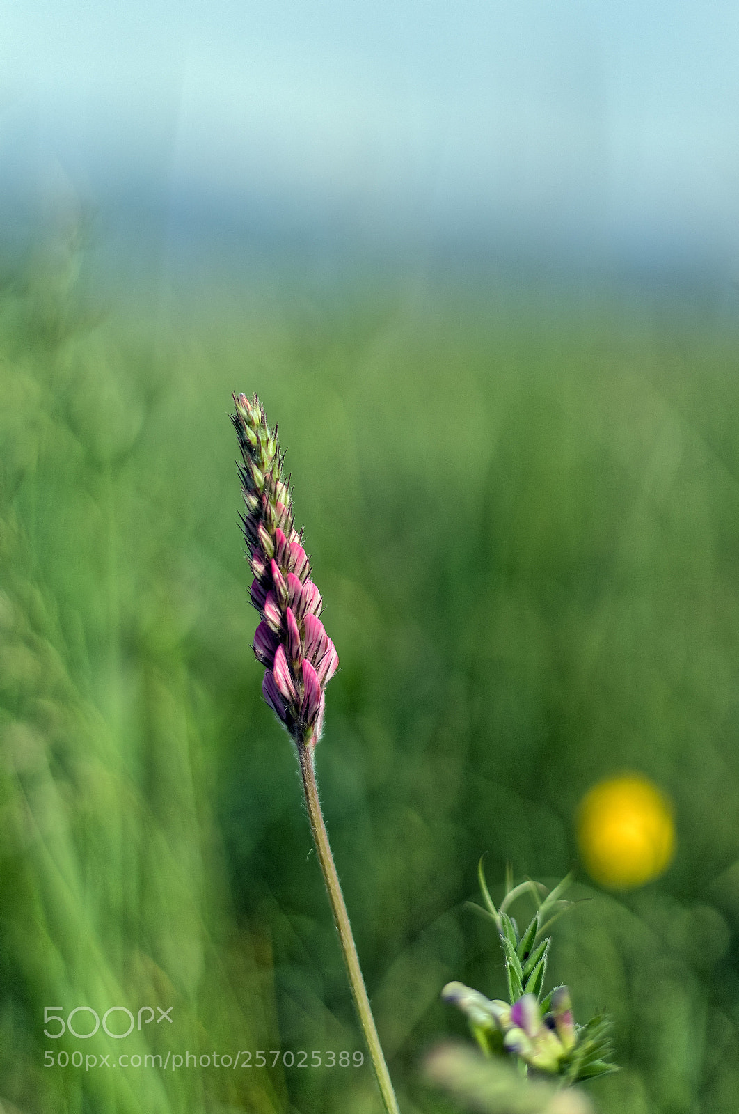 Canon EOS 6D Mark II sample photo. Spring field photography
