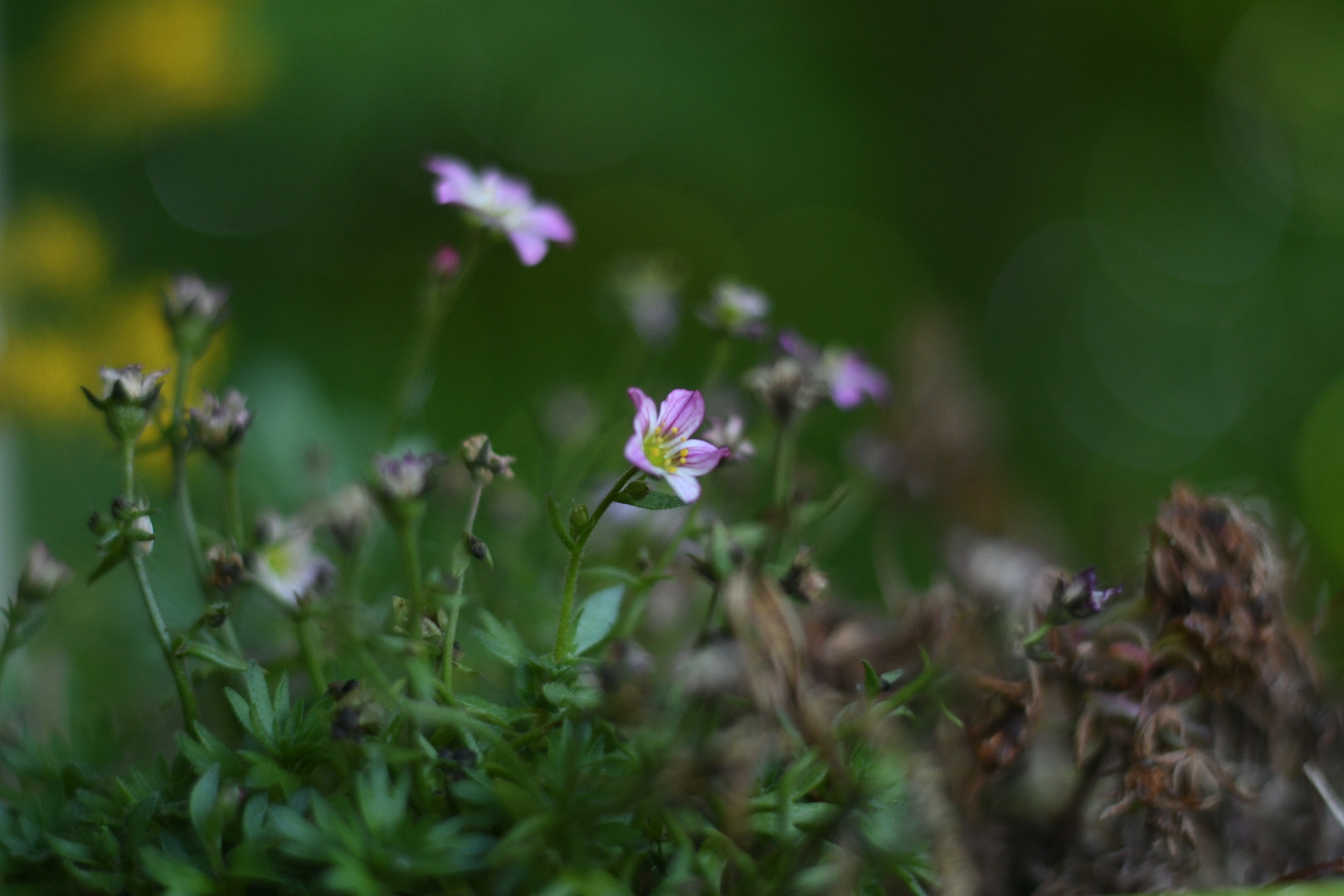 Nikon D500 + Nikon AF-S Nikkor 50mm F1.8G sample photo