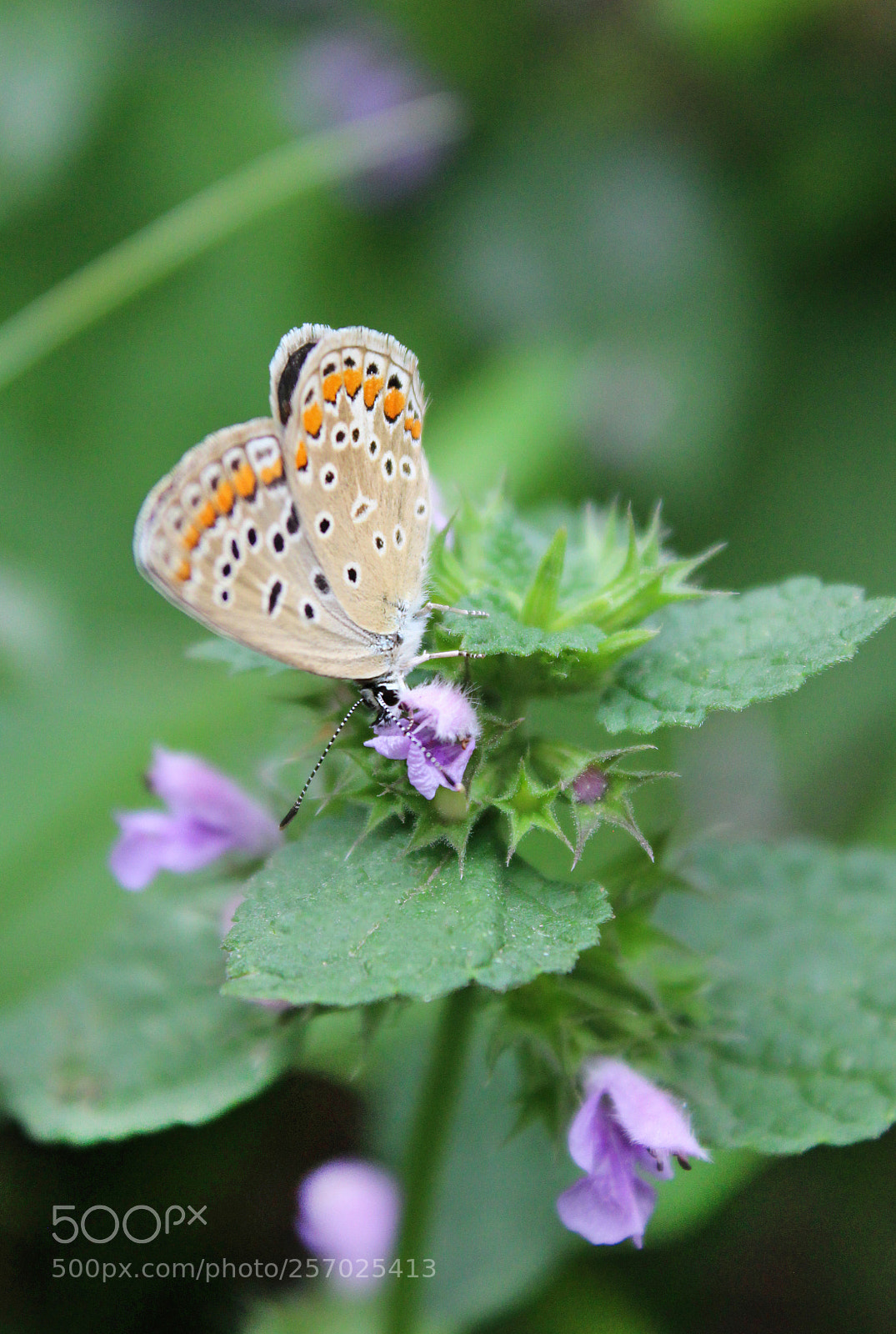 Canon EOS 600D (Rebel EOS T3i / EOS Kiss X5) sample photo. Butterfly photography