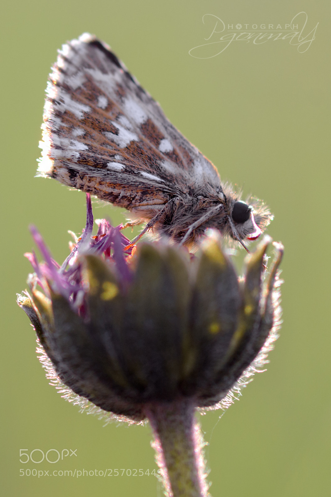 Nikon D7000 sample photo. Pyrgus alveus photography