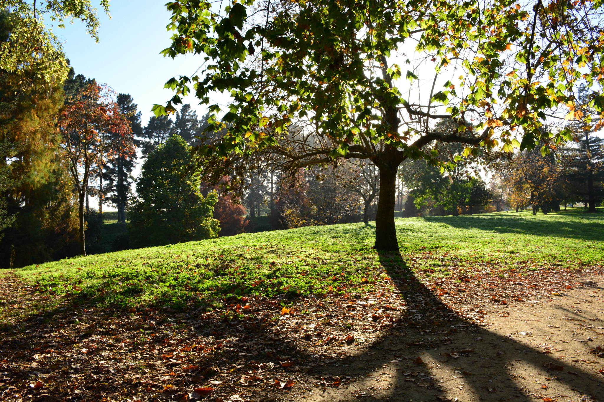Nikon D5200 sample photo