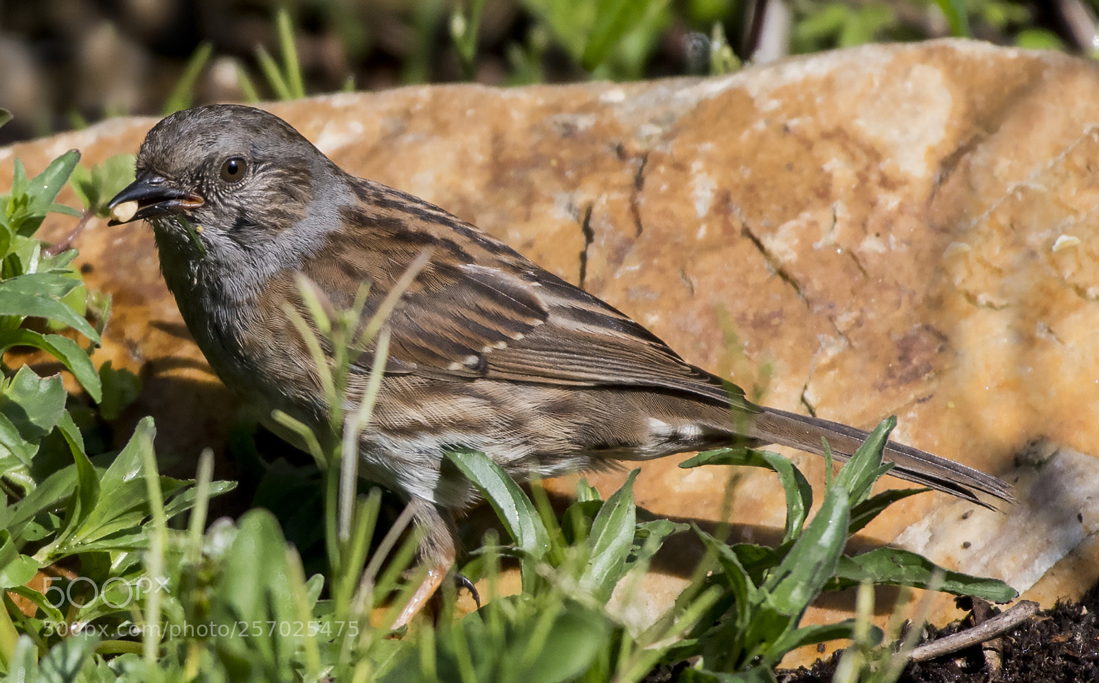 Nikon D500 sample photo. Dunnock photography