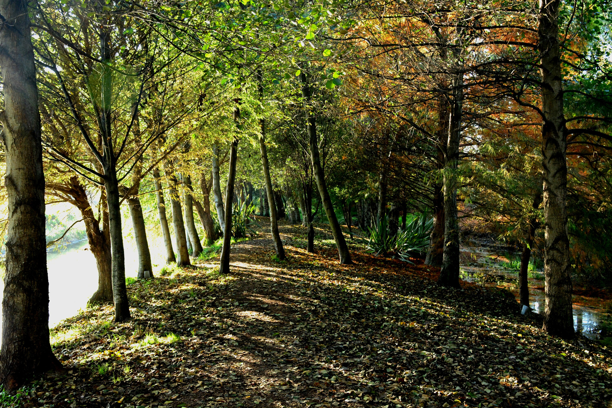 Nikon D5200 sample photo