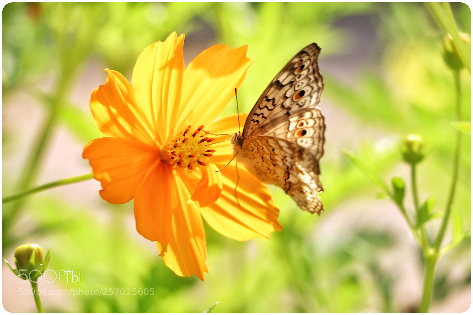 Canon EOS 77D (EOS 9000D / EOS 770D) sample photo. Untitled photography