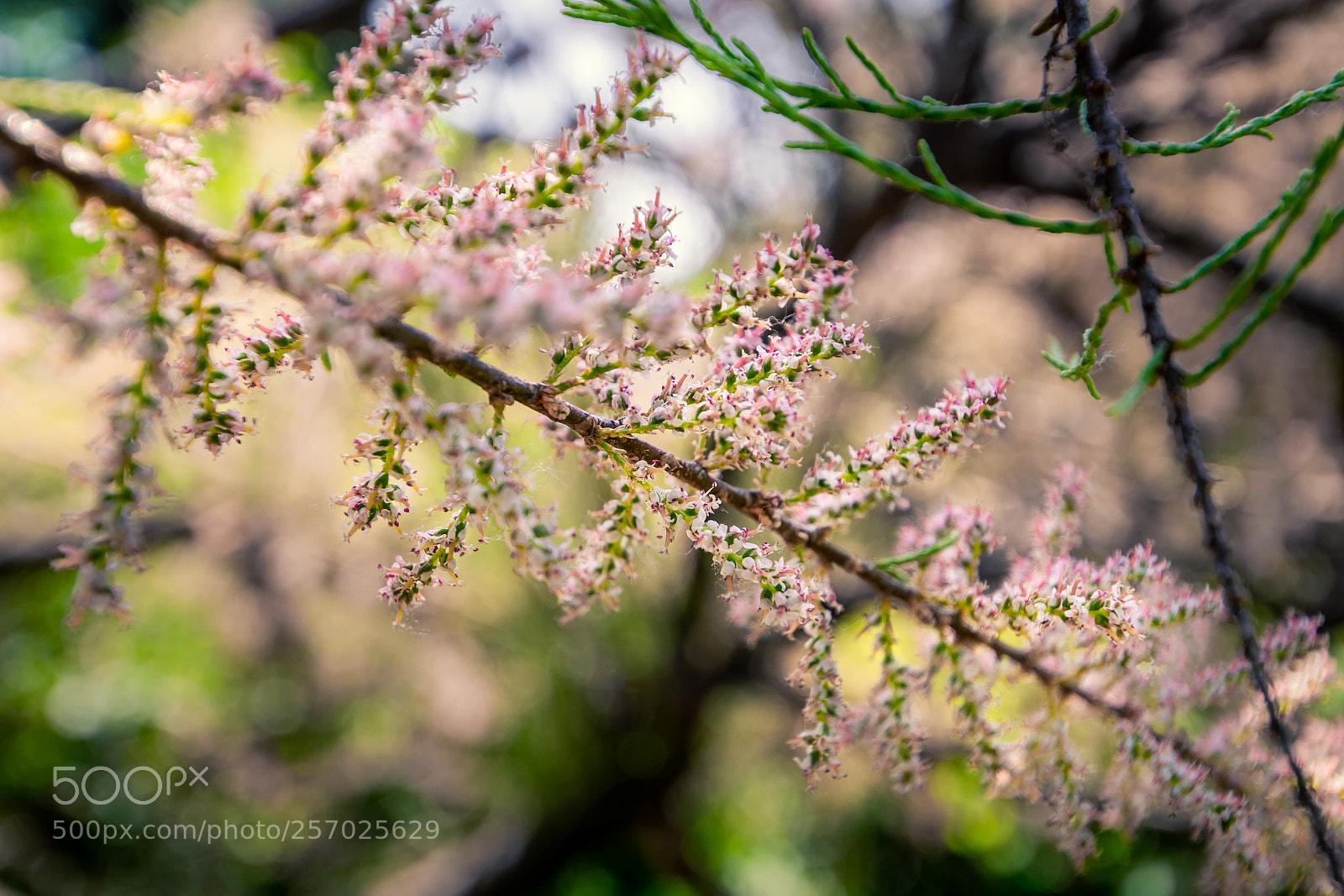 Nikon D3300 sample photo. Spring photography