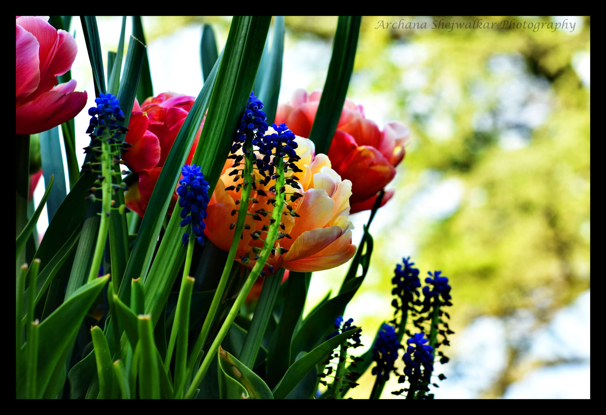 Nikon AF Nikkor 50mm F1.8D sample photo. May blossoms photography