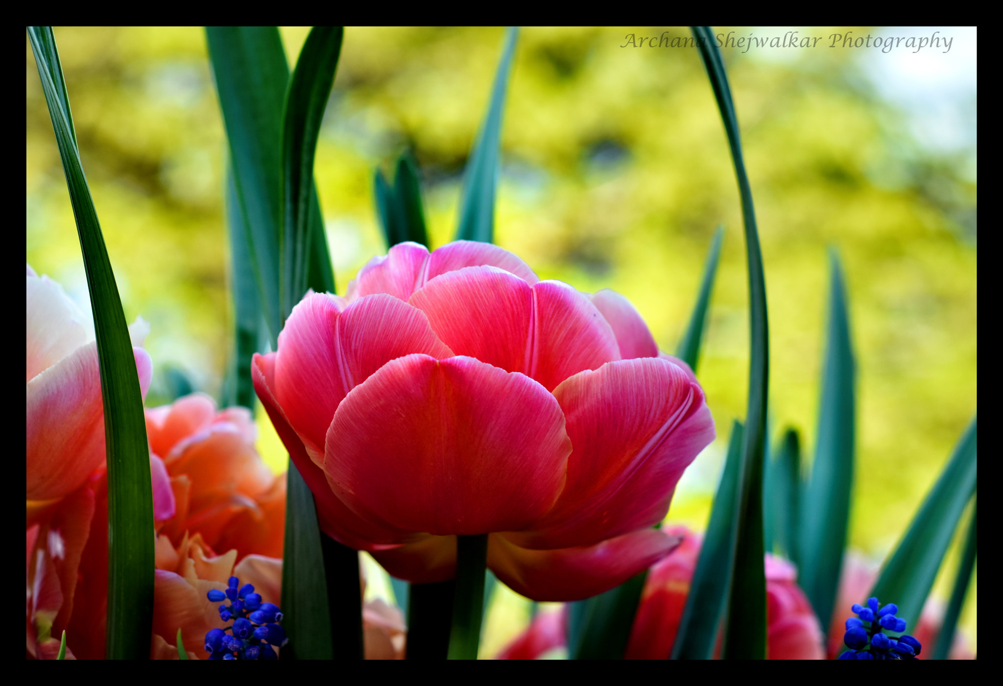 Nikon AF Nikkor 50mm F1.8D sample photo. May flower photography
