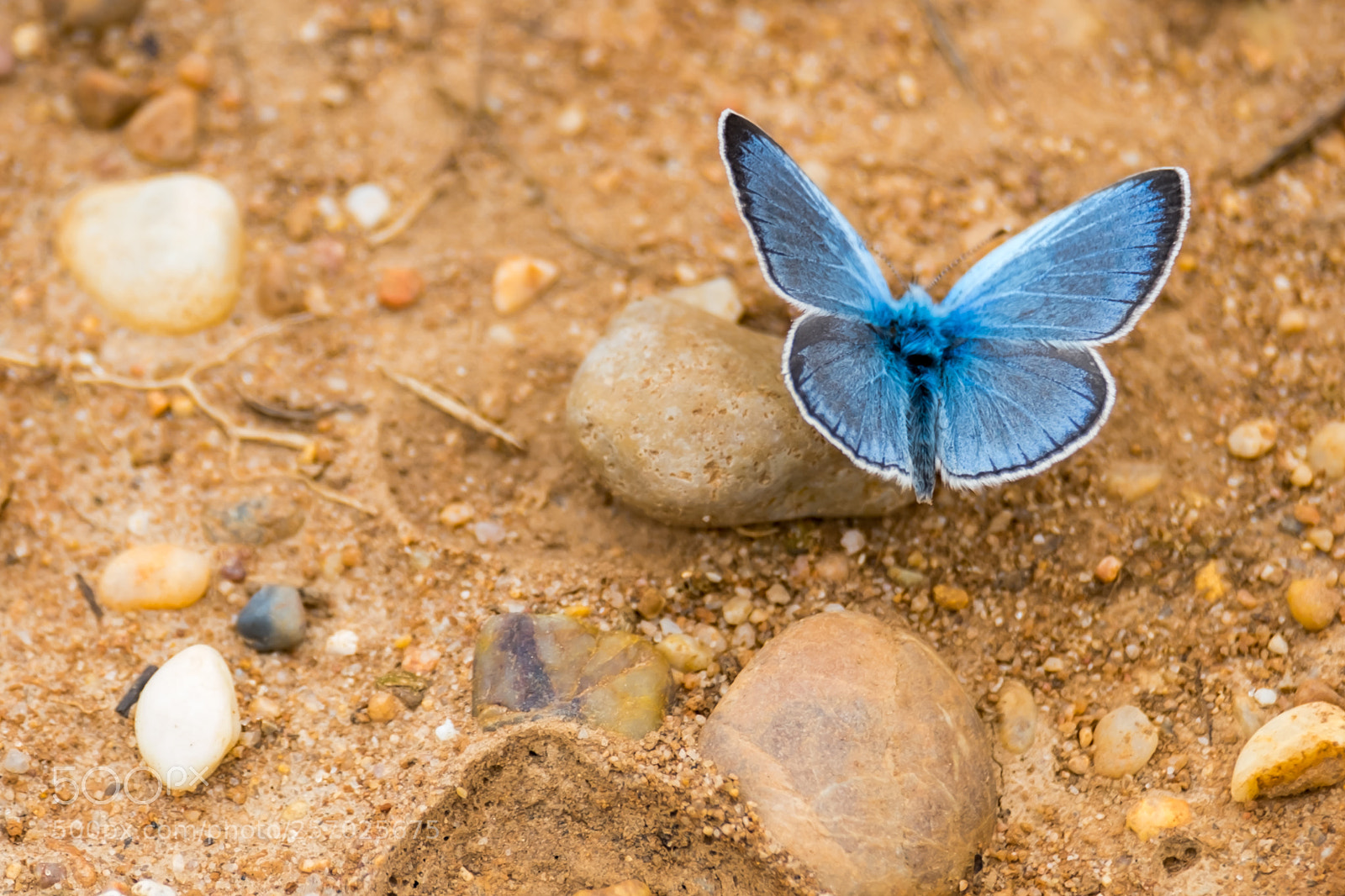 Fujifilm X-T2 sample photo. The common blue photography