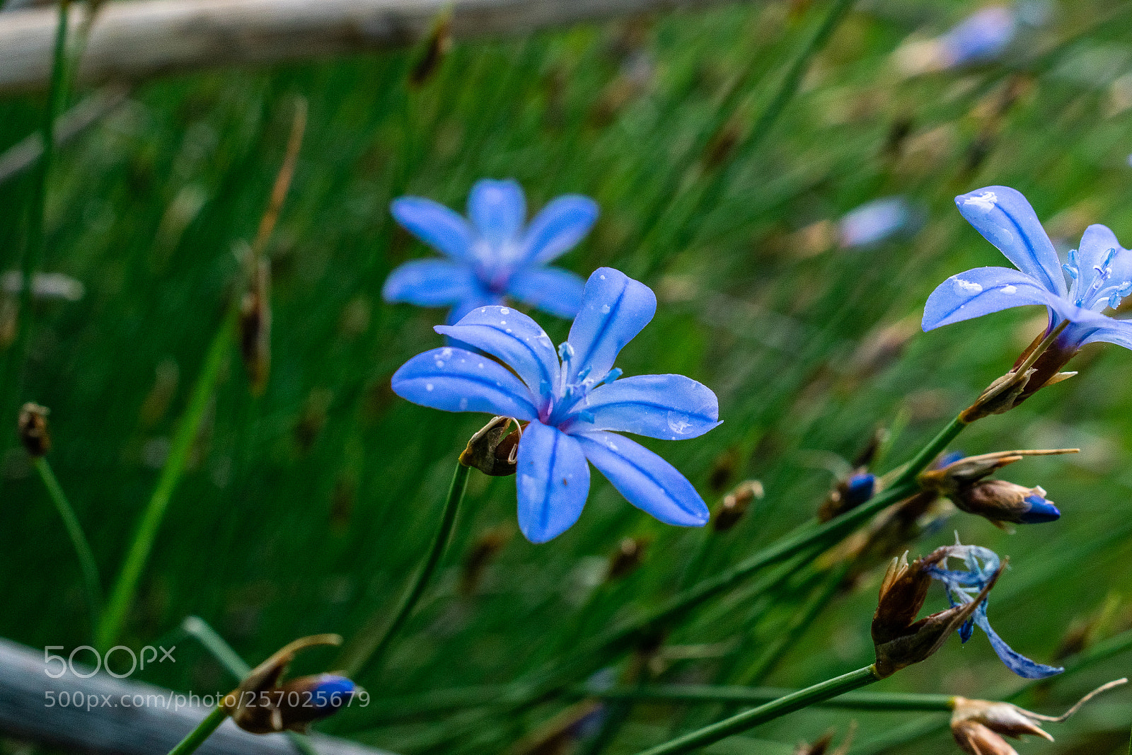 Nikon D3300 sample photo. Morning dew photography
