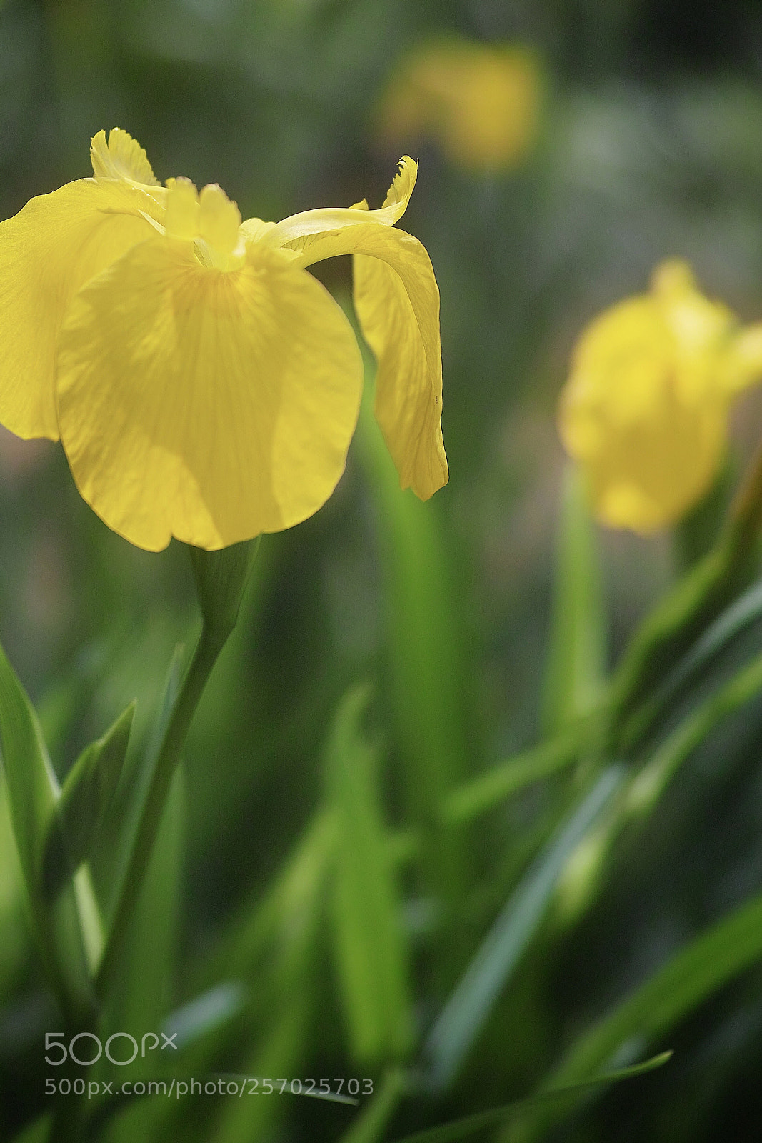 Sigma DP3 Merrill sample photo. Yellow flag iris photography