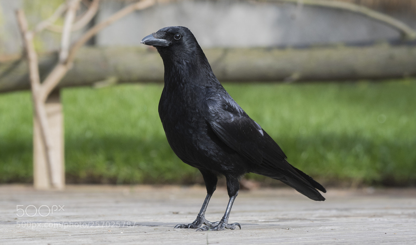 Nikon D500 sample photo. Crow photography