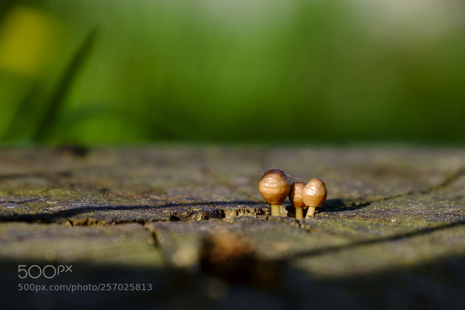 Fujifilm X-Pro1 sample photo. Baby mushrooms photography