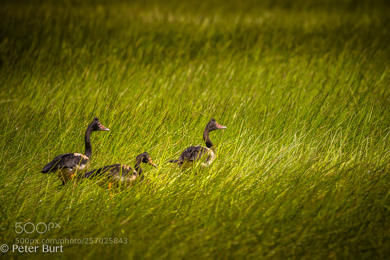 Canon EOS 5DS R sample photo. Magpie geese photography