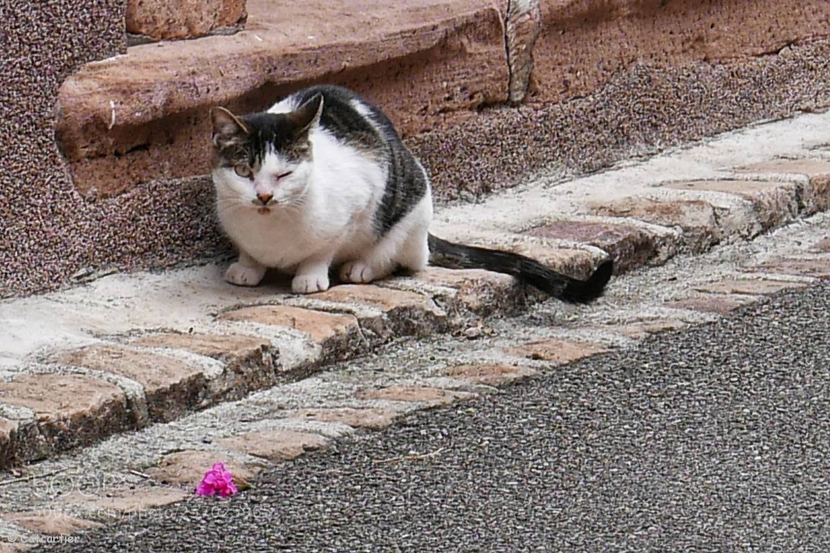 Panasonic Lumix DMC-LX100 sample photo. Clin d'oeil photography