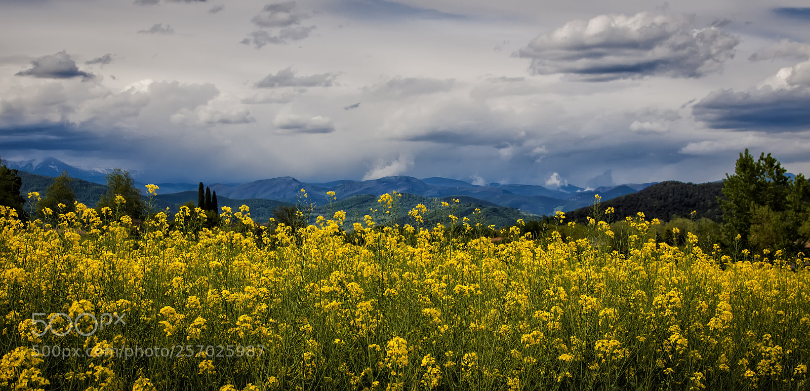Canon EOS 50D sample photo. Yellow and blue photography