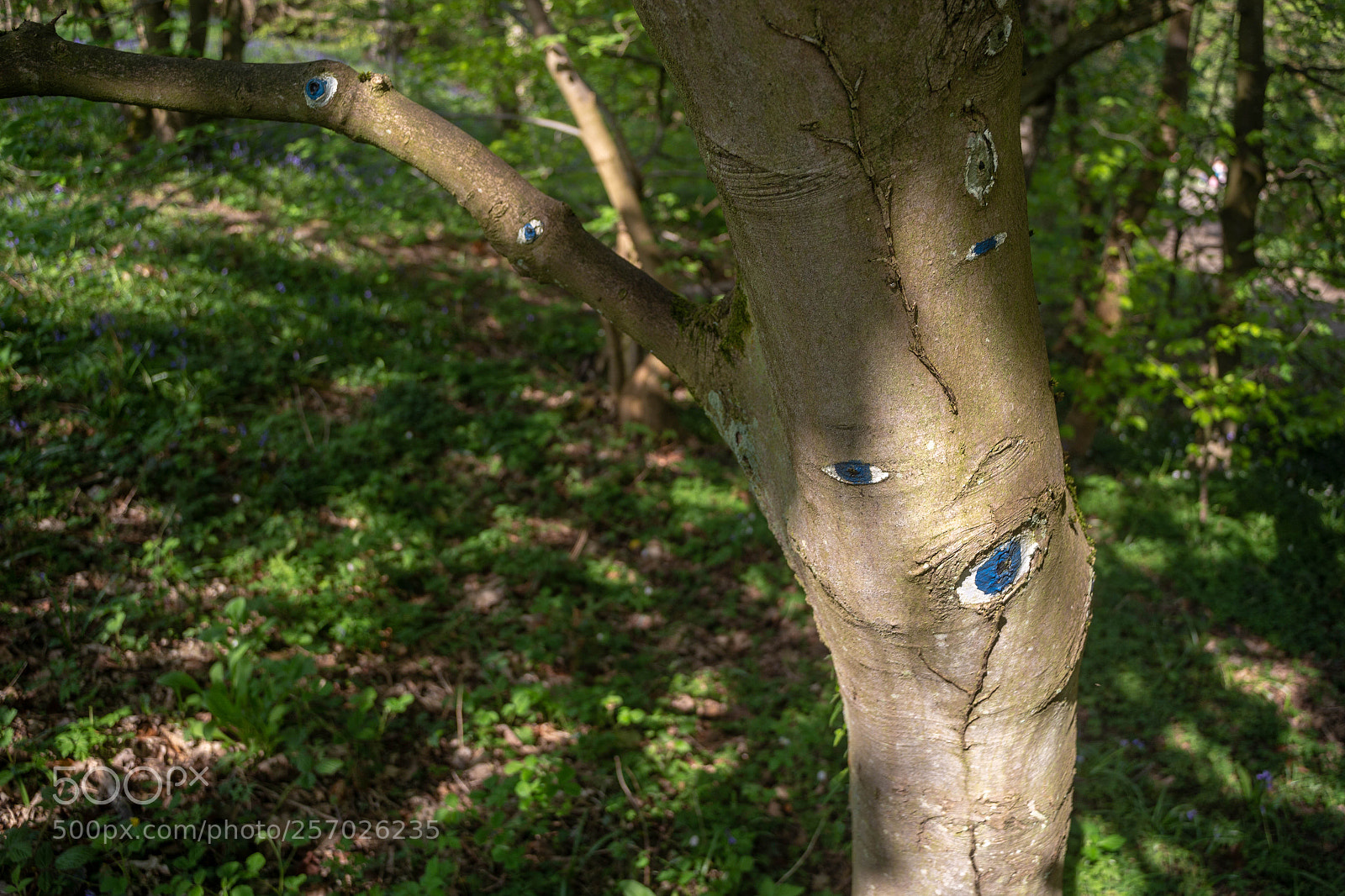 Canon EOS 6D sample photo. Eye tree photography