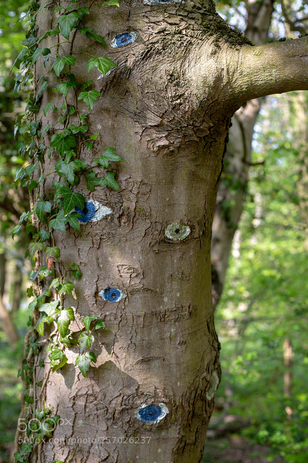 Canon EOS 6D sample photo. Eye tree photography