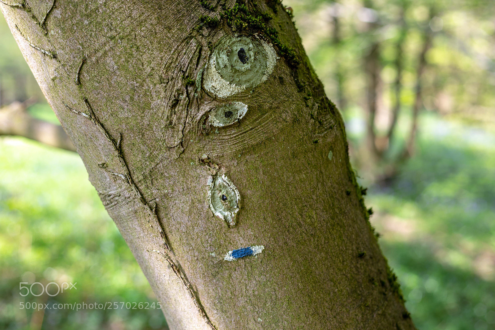 Canon EOS 6D sample photo. Eye tree photography