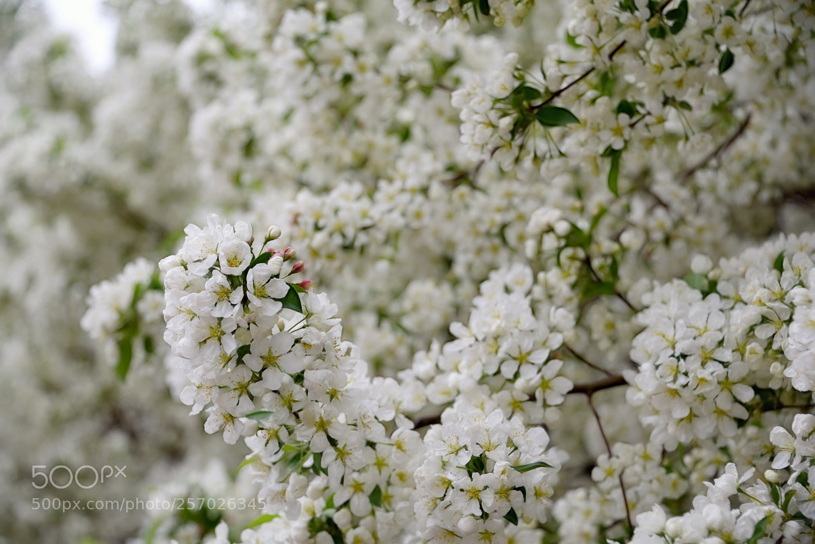 Nikon D750 sample photo. White blossoms photography